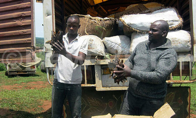 Tonnes of Congo-bound immature fish seized Tonnes of Congo-bound immature fish seized