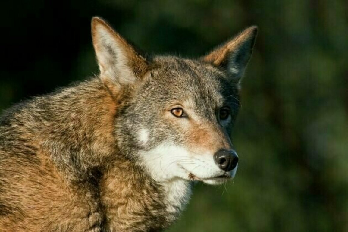 Beyond de-extinction and dire wolves, gene editing can help today's endangered species
