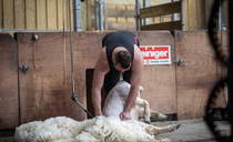 Renowned shearer, Matt Smith: "We are seriously motivated to go the extra mile to win this time"