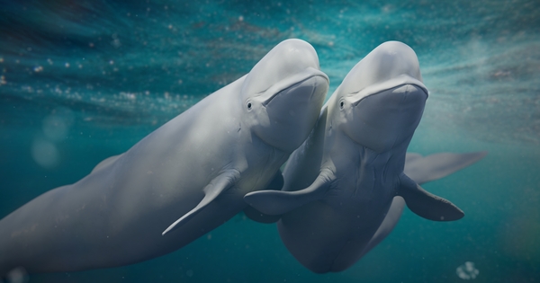 US lawsuit alleges gold project will harm Belugas
