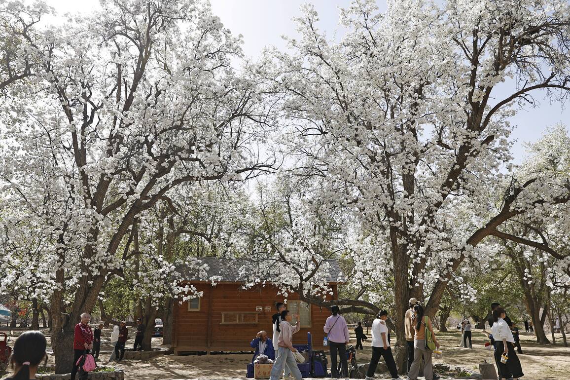 (VistaNingxia)CHINA-NINGXIA-ZHONGWEI-OLD PEAR TREES-TOURISM (CN)