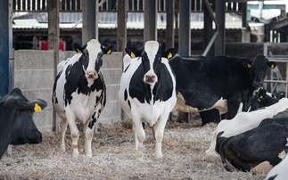 Blood testing: A useful tool for dry cow health  