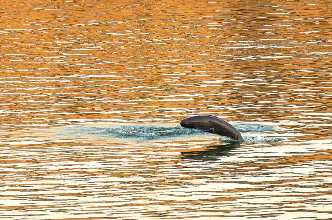 Update: Yangtze finless porpoise population increases in China