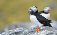 OEP warns Defra of 'possible failures' to comply with laws on wild bird protection
