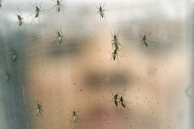 10 Facts on How Mosquitoes Pose a Threat to Half the World