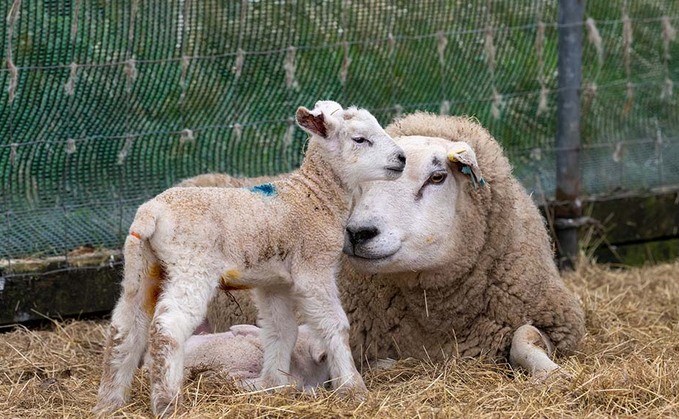 Police have released an appeal for more information after three lambs and a sheep were suspected of being attacked by a dog in Gerlan, Bethesda