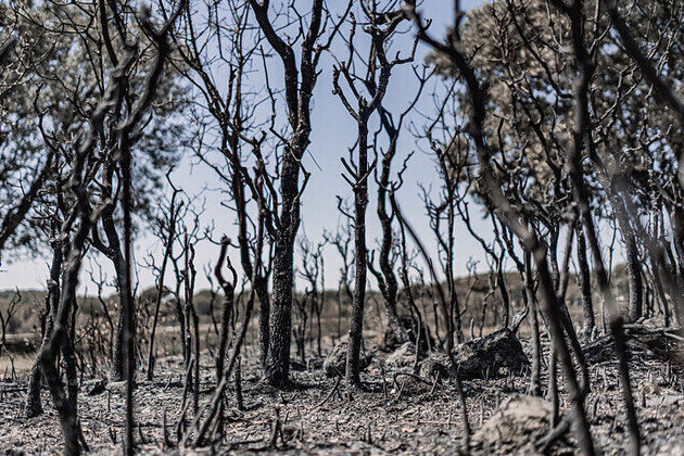 EU faces billions in wildfire costs  FT