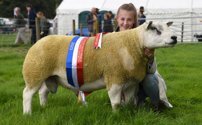 Inter-breed sheep and Texel champion, a two-shear ram from Martin Furness, near Buxton, Derbyshire.