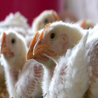 Indian poultry industry profitability to slip in 2025-26 over increased feed cost: Crisil report