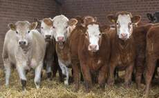 New licence for cattle from bTB restricted holdings announced