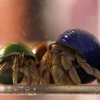 Japan: Three Chinese men arrested for smuggling protected hermit crabs into suitcases