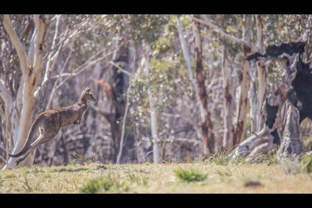 Scars of bushfire still evident in Australian national park