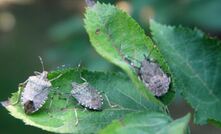  The Brown marmorated stink bug is just one of many potential damaging insects which can arrive in mail. Picture courtesy Gary Bernon, USDA APHIS.