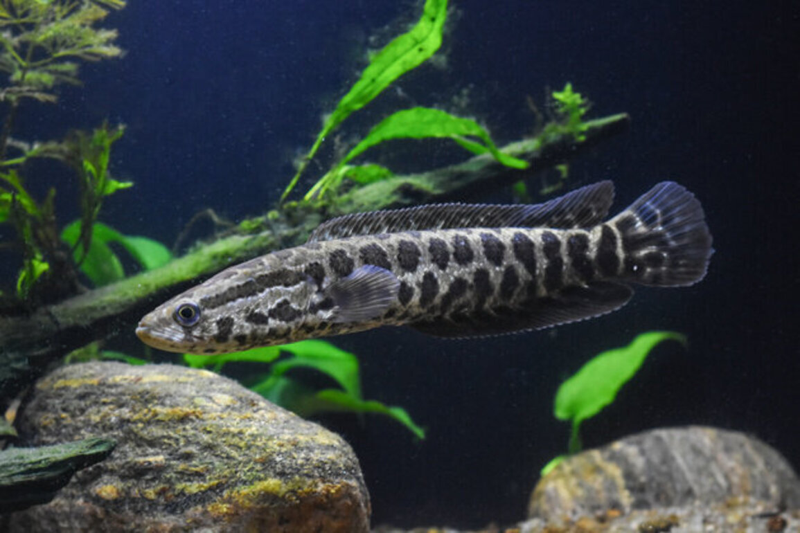 Expert explains how Virginians can combat invasive species