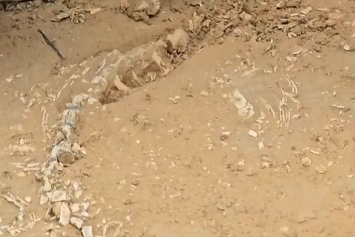 Rajasthan: 201-million-year-old Jurassic-era fossil unearthed in Jaisalmer
