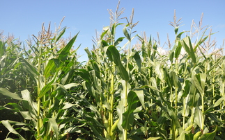 Partner Insight: New Findings Showing Silage Additive Prevents Maize Mycotoxin Contamination