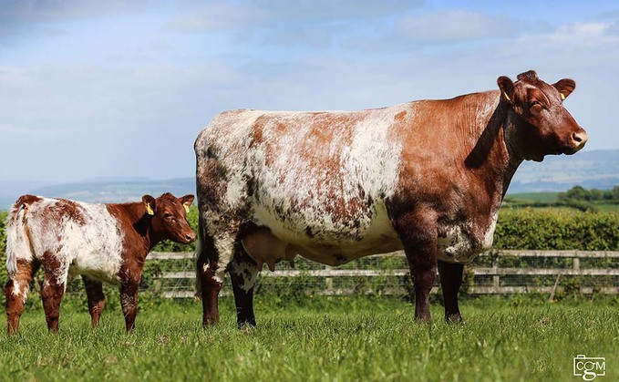 Beef Shorthorn records smashed at Dinmore dispersal