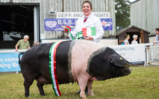 Royal Welsh Show: British Saddleback wins in pig rings