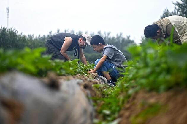 Youths with autism harvest corn, hope on north China farm