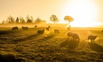SFI emergency roundtable: "There needs to be a clear pathway of what the future of farming and food production looks like"