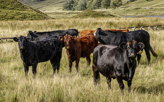 Huge opportunity as Scottish public demand local red meat