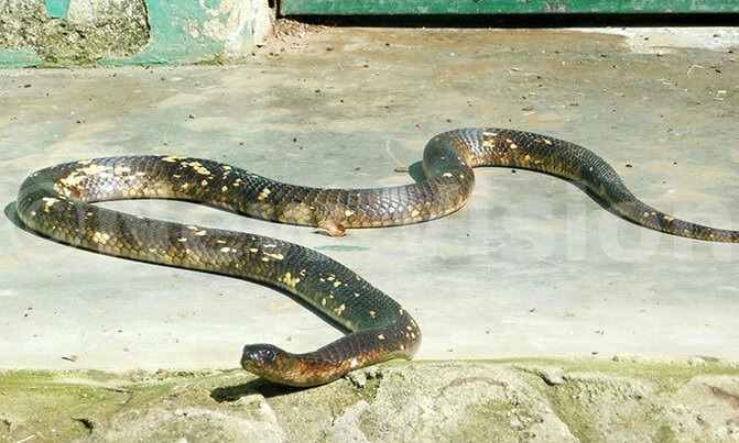 How to deal with snakes in your backyard How to deal with snakes in your backyard