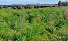 Paul Sinderberry has increased pasture longevity, reduced bloat risks and improved crop production by incorporating biserrula into his farming operation.