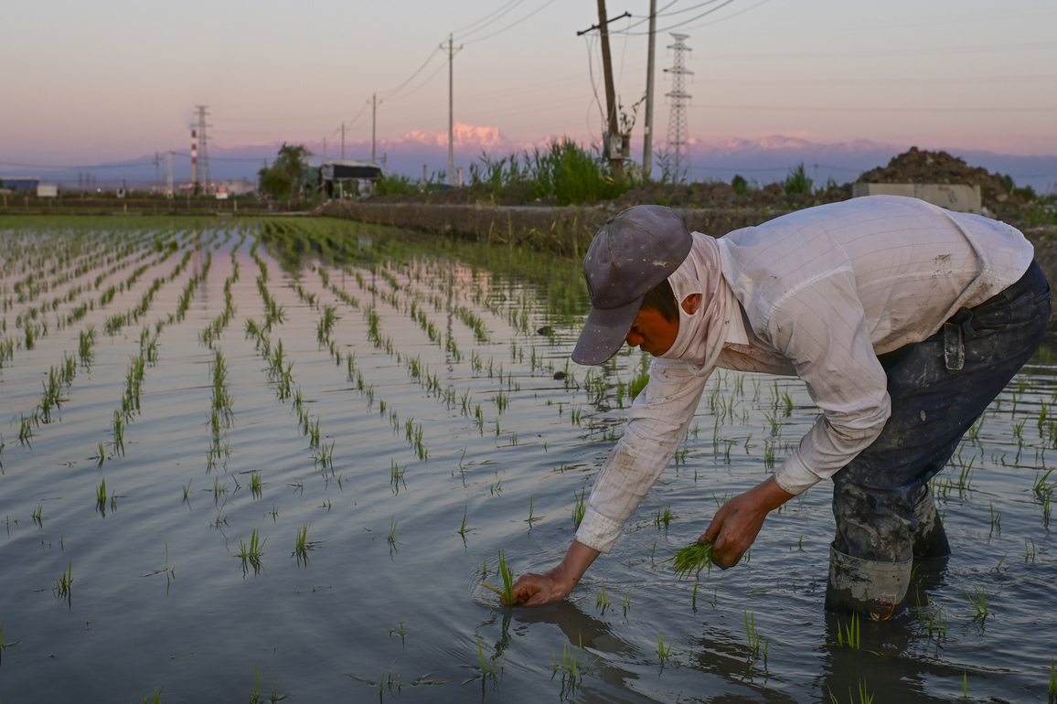 CHINA-XINJIANG-URUMQI-PADDY FIELDS-PLANTING (CN)