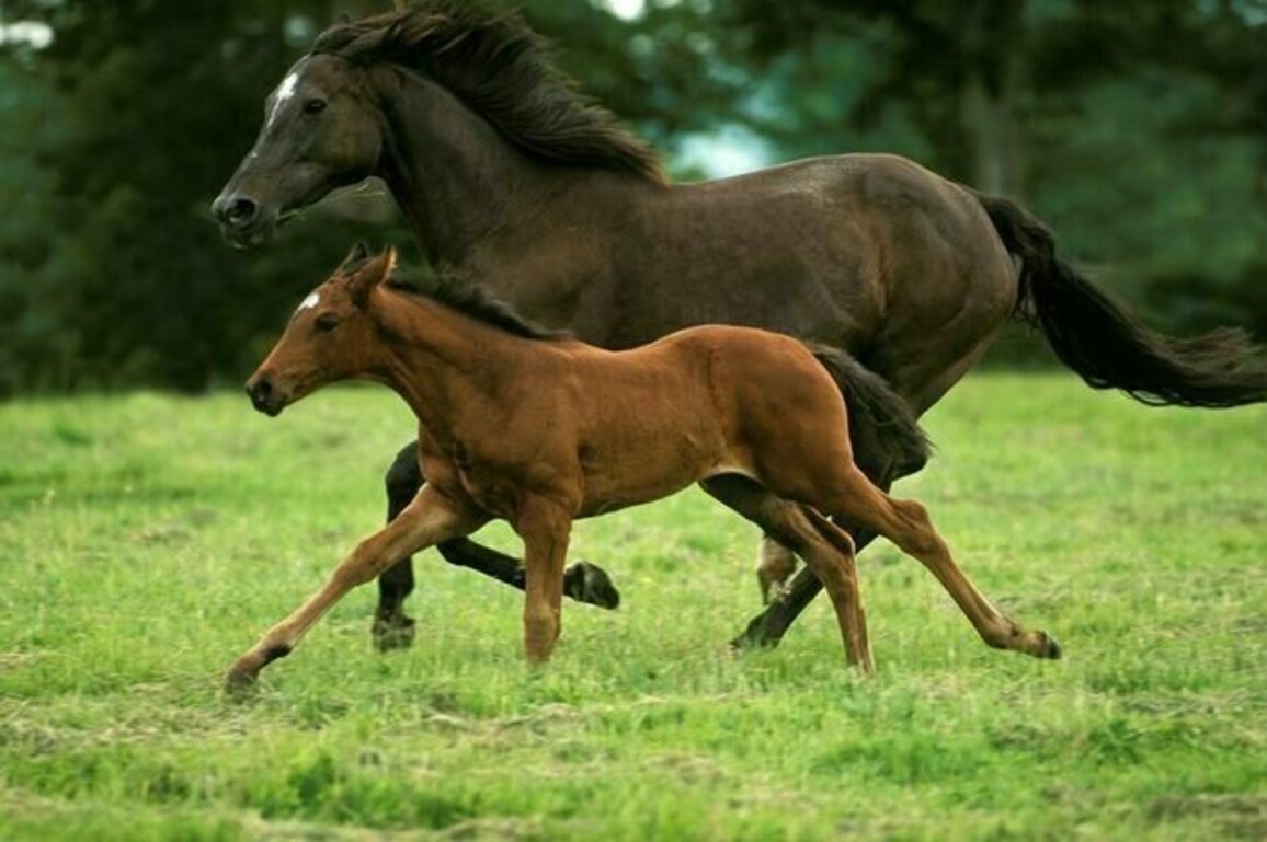 Four key health risks for racehorses - and how they can be minimised