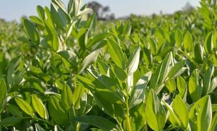 A healthy pulse crop harvest is expected for Australia this year. Photo courtesy GRDC.