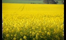  Two peak grain bodies have signed an MOU for a more cohesive approach. Picture Mark Saunders.