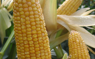 Partner Insight: Maximising the Feed Value of Maize