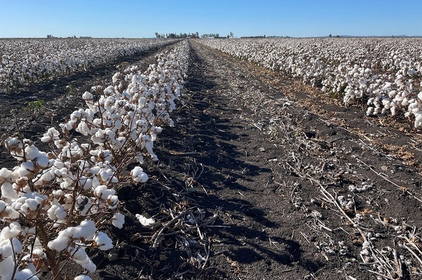 Boosting cotton production is part of a new $5.3 million collaborative industry partnership project in Queensland that will also target grain and pulse crops.