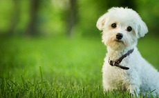 Rutland acquires Armitage Pet Care