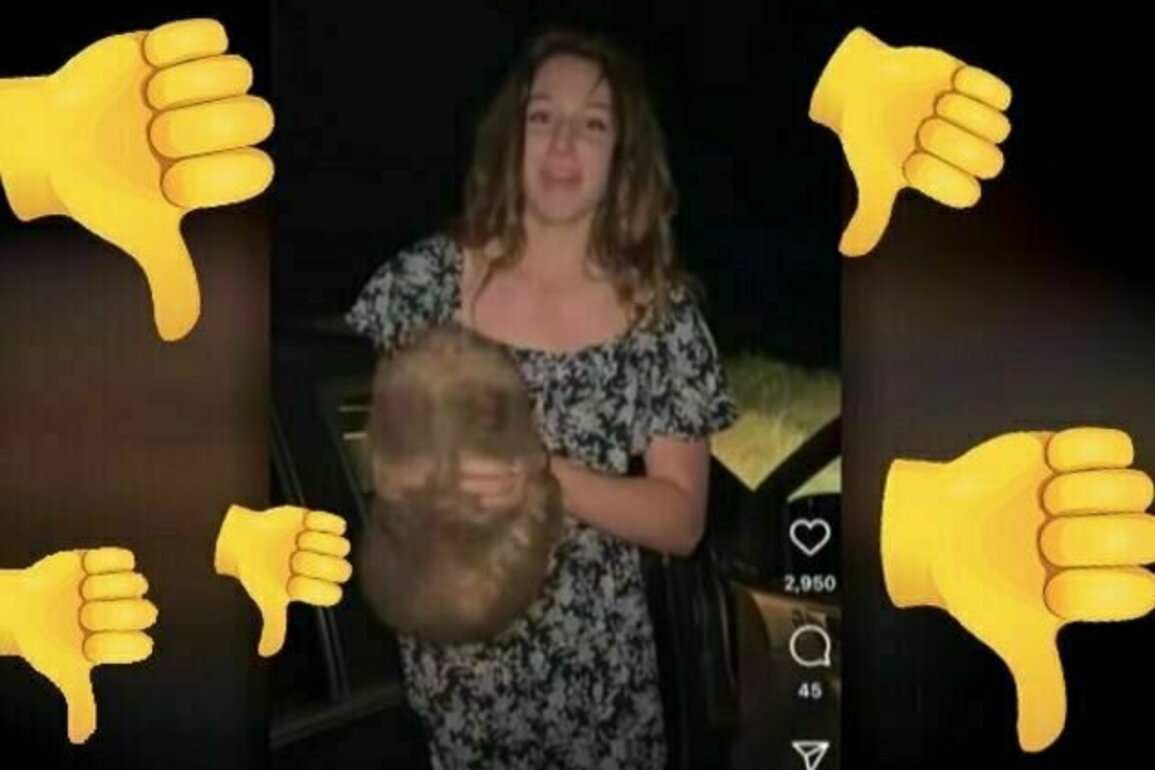 Wombat snatching scandal highlights need to protect species