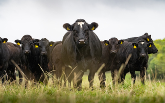 Surge in popularity of sugar beet in cattle diets