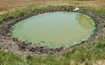 Livestock producers have been warned of Blue-green algae blooms. Image courtesy Agriculture Victoria.