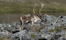  Agnico Eagle Mines says it is taking care not to disrupt caribou migration patterns in Nunavut