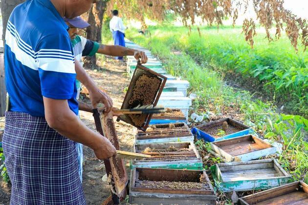 Myanmar's beekeeping industry boosts agriculture, honey production