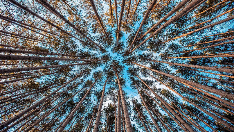 Timber company joins celebrations for International Day of Forests
