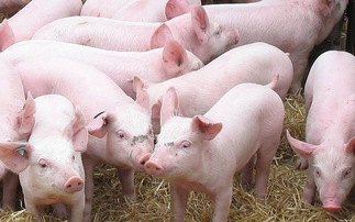 Pig industry returns to profit