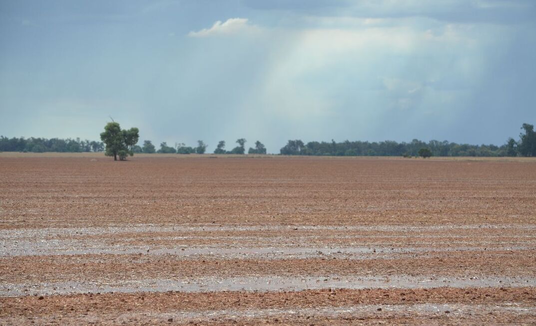 Rain has provided a favourable beginning to the season in multiple regions across Australia. 