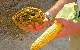 Partner Insight: Why Using a Silage Additive on Maize Makes So Much Sense