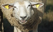 Sheep producers buoyed by positive 2017 forecast