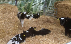 Temporary calf accommodation in the spotlight