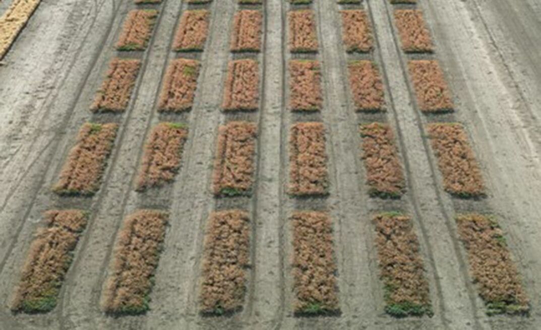 Following promising results in lab-based work and the glasshouse trial, four field trials have been set up at sites across Australia, including a chickpea trial at Condobolin, New South Wales (pictured).