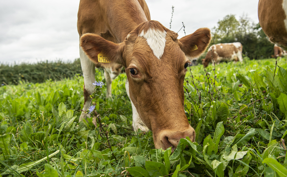 Do herbal leys affect milk production? Dairy farm trial reveals results