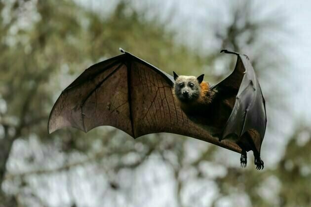 Lyssavirus is rare, but deadly. What should you do if a bat bites you?