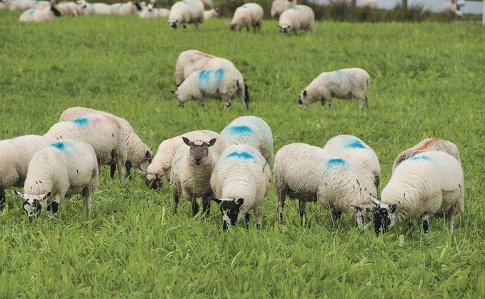 To manage a lack of available grazing this summer some farmers have been forced to wean early