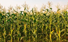 UK removes 25 per cent import tariff on US maize